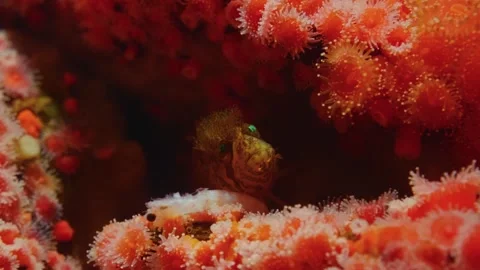Mosshead Warbonnet Fish Hiding in Orange Anemones Video stock 320020267