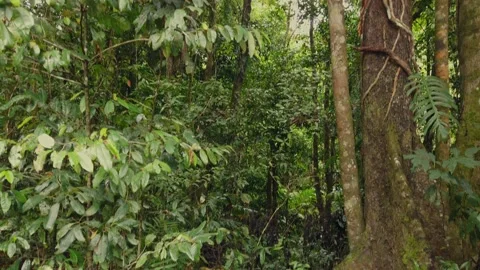 Mossman Gorge Stock Footage 321102178