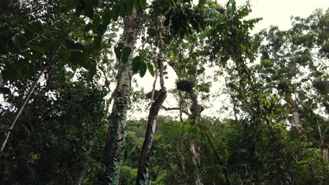 Mossman Gorge  Stock Footage 321102182