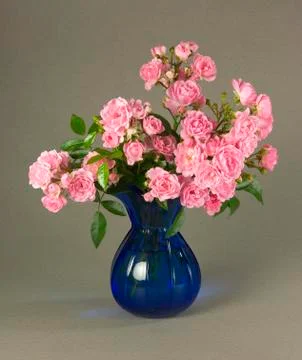 Mossroses Stock Photos