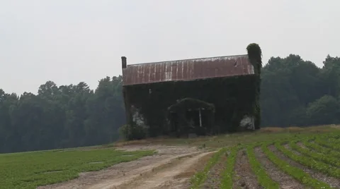 Mossy Abandoned House Stock Footage 47463030