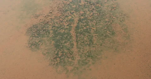 Mossy Algae in water Stock Footage 288104002