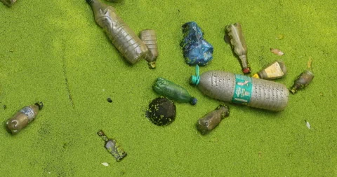 Mossy Algae in water Stock Footage 288487017