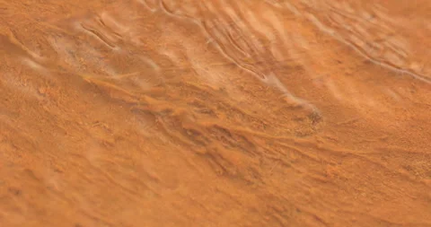 Mossy Algae in the water Видео 335669268