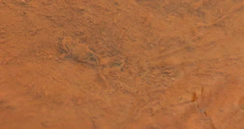Mossy Algae in the water Stock Footage 335669398