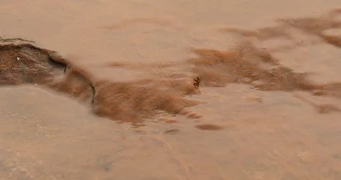 Mossy Algae in the water Stock-Footage 335669540