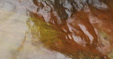 Mossy Algae in the water Видео 335669773