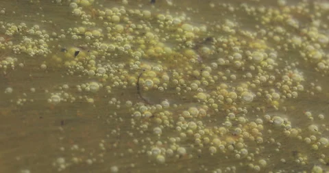 Mossy Algae in the water Stock Footage 335669947