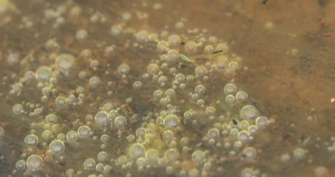 Mossy Algae in the water Видео 335669965
