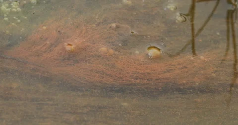 Mossy Algae in the water Видео 335670060