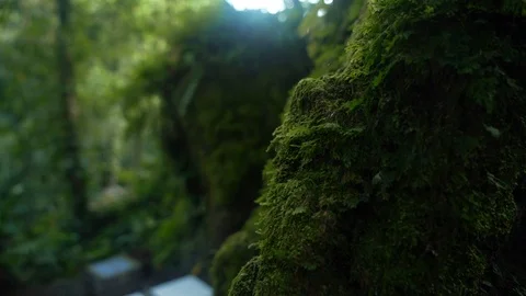 Mossy Ancient Sculpture In Monkey Forest Ubud Bali Indonesia Stock Footage 104536655