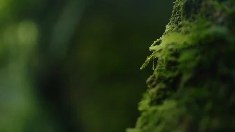 Mossy Ancient Sculpture In Monkey Forest Ubud Bali Indonesia Stock Footage 104536673