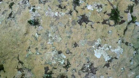 Mossy and moldy bark on a tree as a background Stock Photos