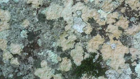 Mossy and moldy bark on a tree as a background Stock Photos