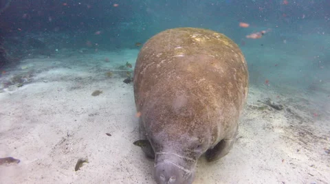 A mossy back manatee rises to take a breath Stock Footage 62815160