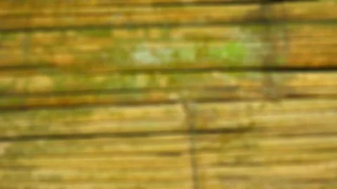 Mossy bamboo wall as a backdrop Foto stock