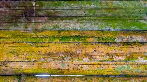 Mossy bamboo wall texture as a background Stock Photos