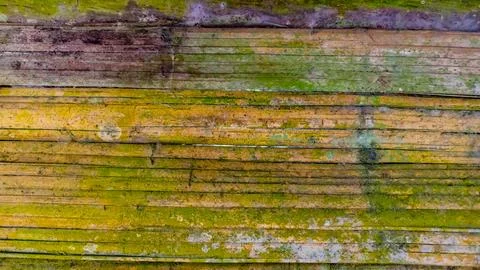Mossy bamboo wall texture as a background Stock Photos