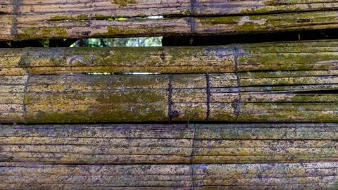 Mossy bamboo wall texture as a background Stock Photos