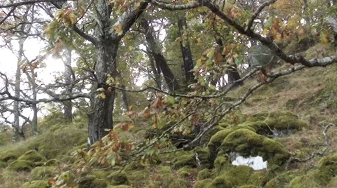Mossy bank with trees Stock Footage 44556043