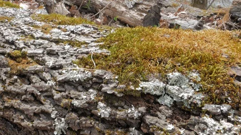 Mossy Bark on a Log Stock Footage 127949485