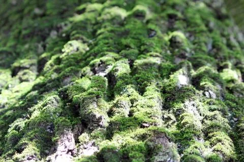 Mossy bark of an old oak tree, forming a beautiful pattern. Stock Photos