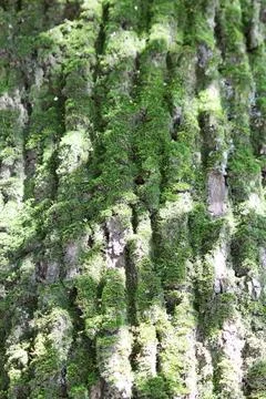 Mossy bark of an old oak tree, forming a beautiful pattern. Wild green mos... Stock Photos