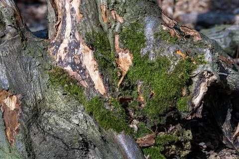 Mossy bark of an old tree Stock Photos