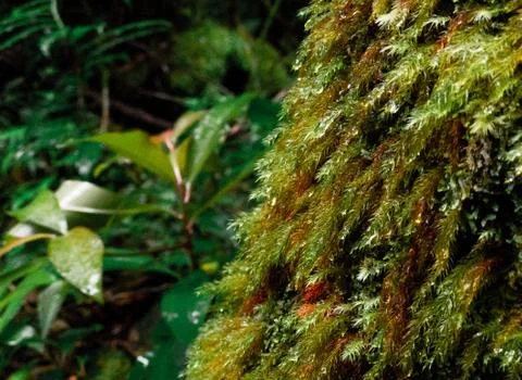 Mossy Bark Stock Photos