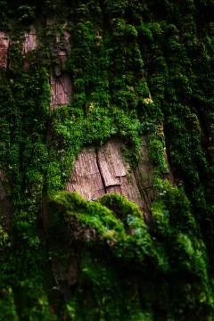 Mossy bark Stock Photos