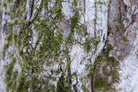 Mossy Bark Stock Photos