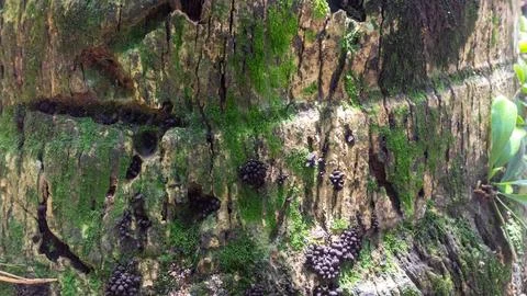 Mossy bark texture as a background Stock Photos