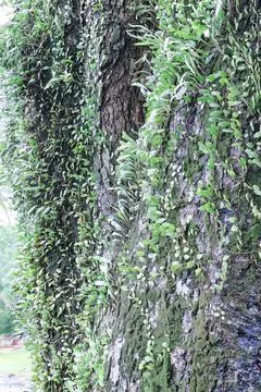 Mossy Bark Texture with Tiny Leaves for Natural Green Background and Design Stock Photos