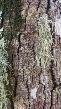 Mossy bark texture on tree as background Foto stock