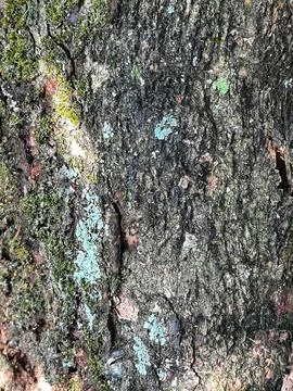 A mossy bark of a tree. Stock Photos