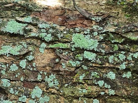 A mossy bark of a tree. Stock Photos