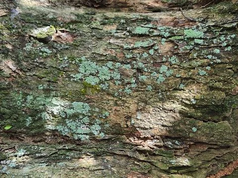 A mossy bark of a tree. Stock Photos