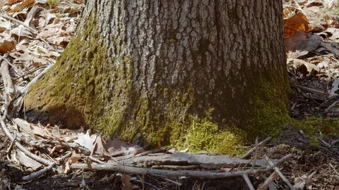 Mossy base of a tree in the woods, slow pan around, 4k60p Stock Footage 128789601