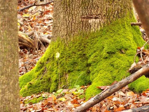 Mossy Based Tree Stock Photos