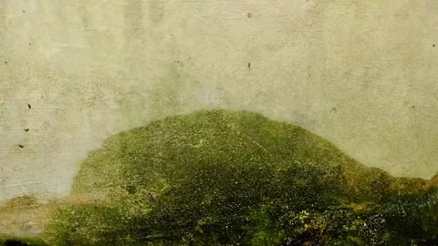 Mossy bathroom walls 스톡 동영상 313646233