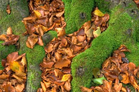 Mossy beech roots Stock Photos