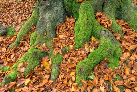 Mossy beech roots Stock Photos