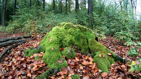 Mossy beech tree stump with camera slider, decidous forest, autumn Stock Footage 118646003