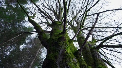 Mossy Big Leaf Maple Dolly Timelapse 4k 動画素材 99331254