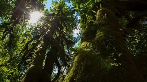 Mossy Big Leaf Maple Rainforest Dolly Timelapse 4k Vidéo 99376268