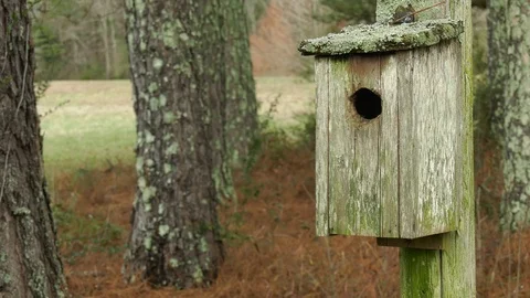 Mossy birdhouse closeup Stock Footage 99923328