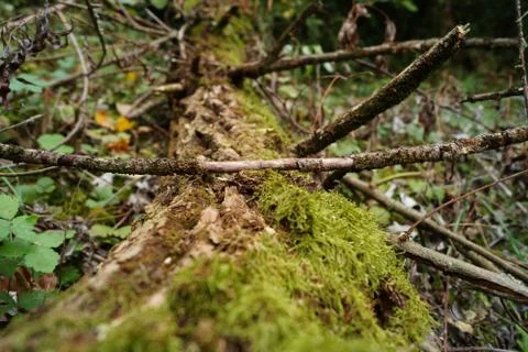 Mossy bole in the forest Foto stock
