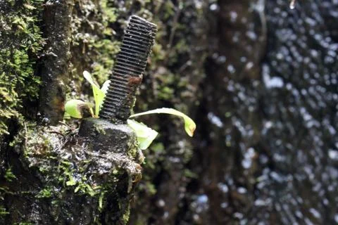 Mossy bolt Photos