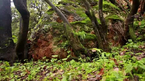 A mossy boulder in Israel. Stock Footage