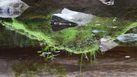 Mossy boulder reflection in a stream, North Pennines, UK Video stock 275159412